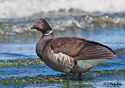 Branta bernicla